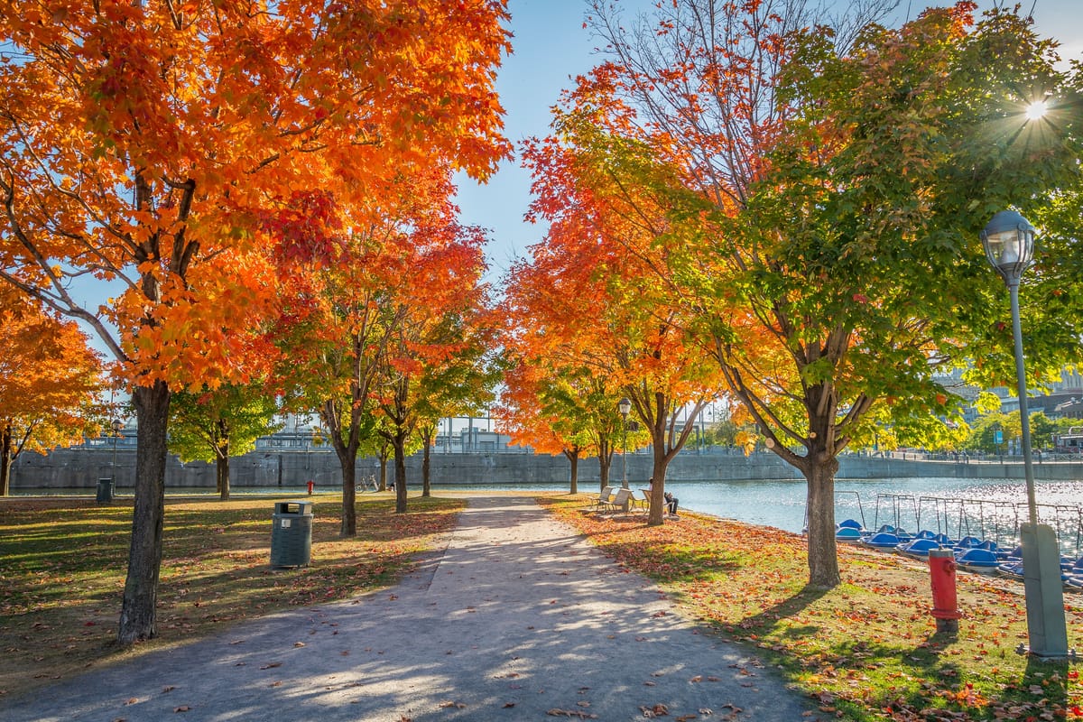 Érables rouges au Vieux-Port de Montréal